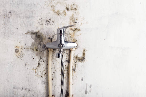 Best Mold Remediation for Schools in Rochelle, IL