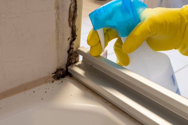 Best Mold Testing and Inspection Services in Rochelle, IL