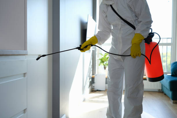 Best Emergency Mold Remediation in Rochelle, IL