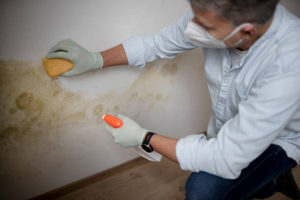 Best Industrial Mold Remediation in Rochelle, IL