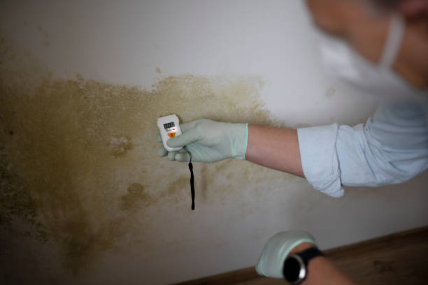 Best Attic Mold Remediation in Rochelle, IL