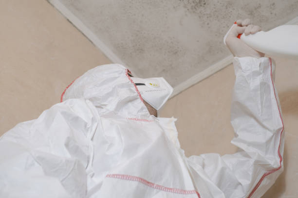 Best Kitchen Mold Remediation in Rochelle, IL