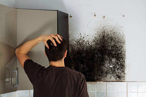 Best DIY Mold Remediation Support Services in Rochelle, IL