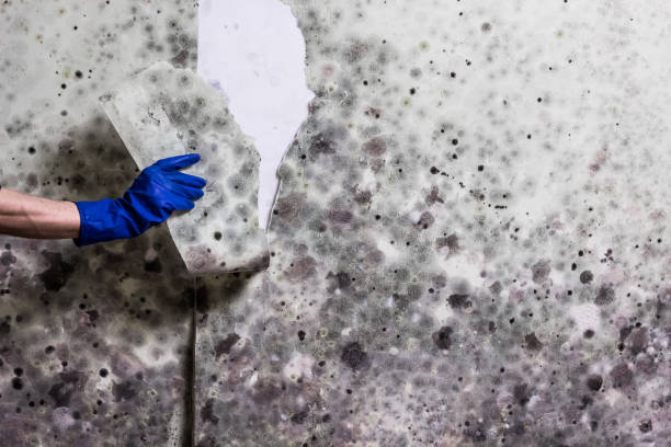 Trusted Rochelle, IL Mold Remediation Experts